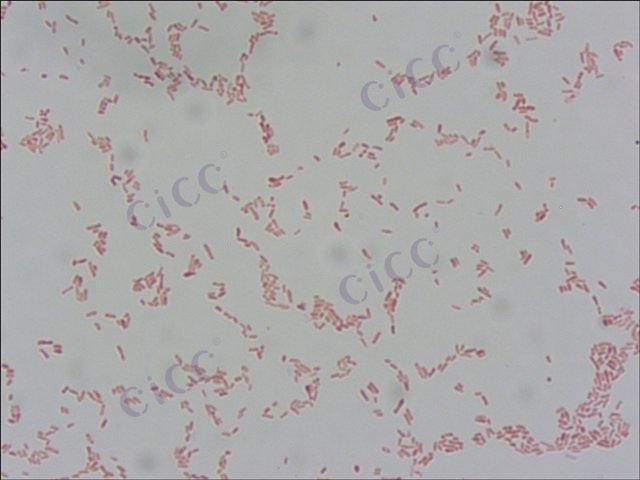 Rhizobium sp