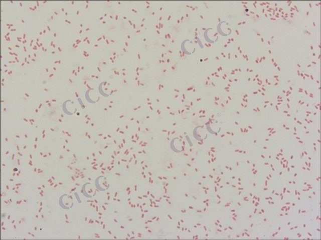 Novosphingobium resinovorum