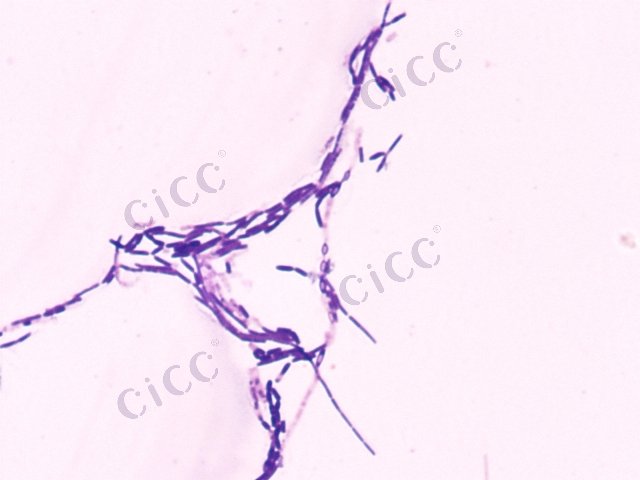 Bacillus licheniformis