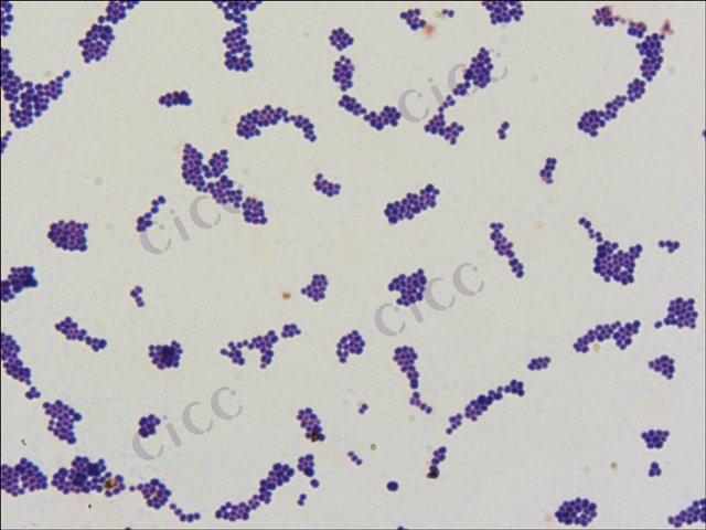 藤黄微球菌 Micrococcus luteus CICC 10209 Micrococcus luteus