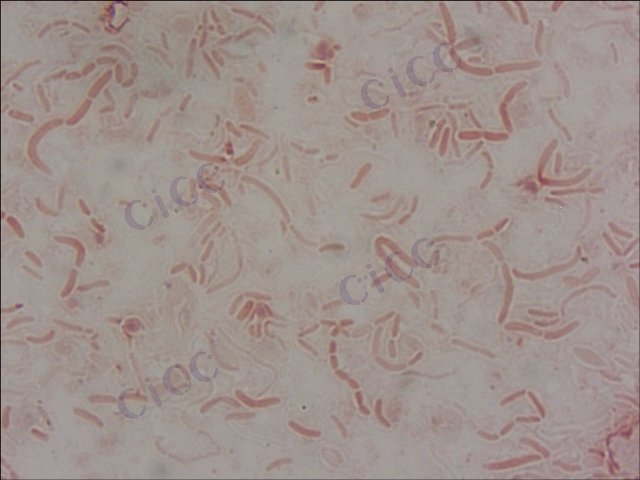 Pseudoalteromonas carrageenovora