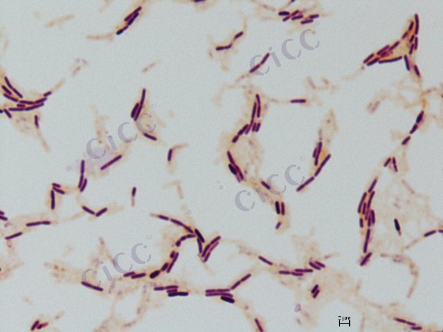 枯草芽胞杆菌 Bacillus subtilis CICC 10023 Bacillus subtilis