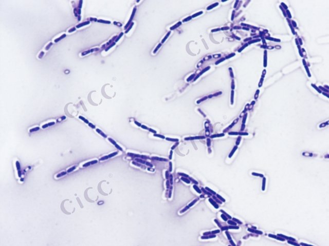 苏云金芽胞杆菌 Bacillus thuringiensis CICC 10061 Bacillus thuringiensis