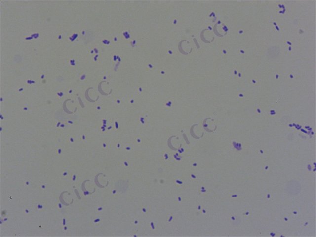 Rhizobium radiobacter