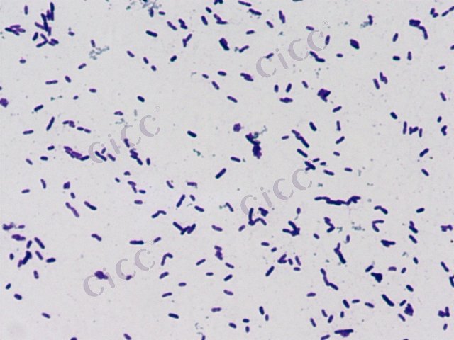 Halomonas montanilacus