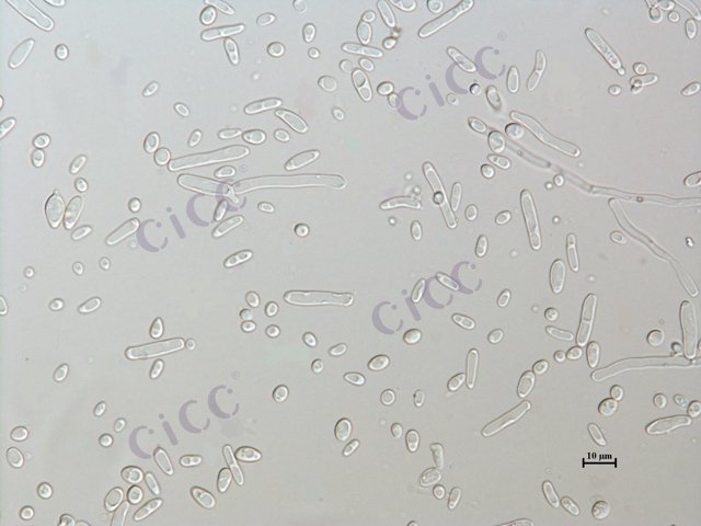 解脂亚罗酵母 Yarrowia lipolytica CICC 33063 Yarrowia lipolytica
