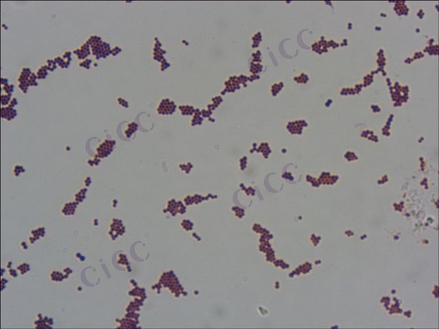 缓慢葡萄球菌 Staphylococcus lentus CICC 10897 Staphylococcus lentus