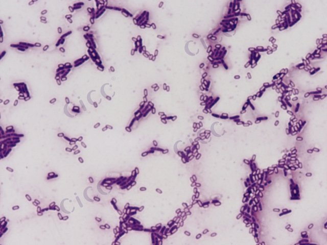 Bacillus subtilis subsp subtilis