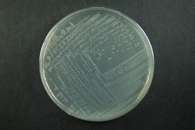 肠沙门氏菌肠亚种婴儿血清型 Salmonella enterica subsp enterica serovar Infantis CICC 21482 Salmonella enterica subsp enterica serovar Infantis