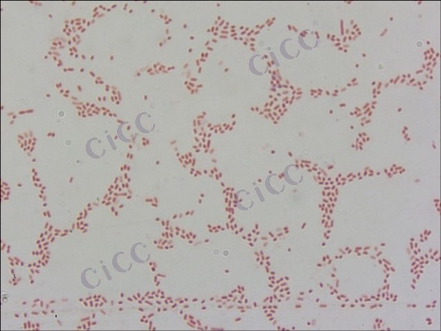 Novosphingobium naphthalenivorans