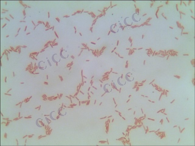 嗜热栖热菌 Thermus thermophilus CICC 10347 Thermus thermophilus