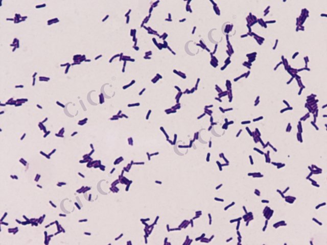 Bifidobacterium animalis subsp lactis