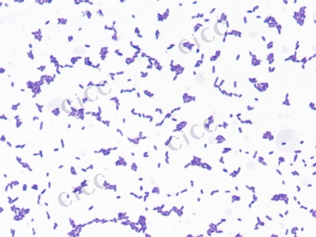 Enterobacter massiliensis