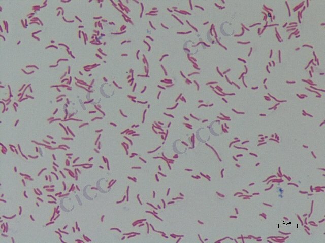 Photobacterium sp