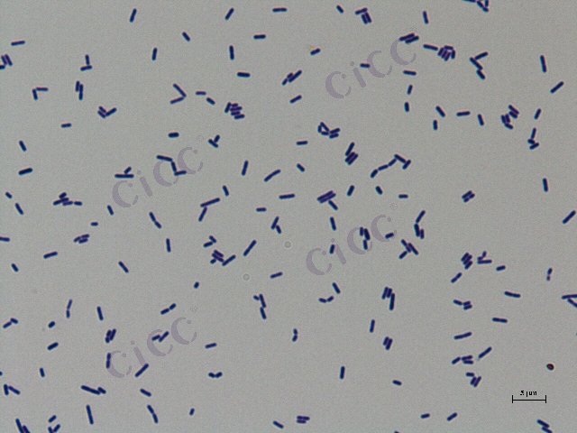 Lactiplantibacillus plantarum