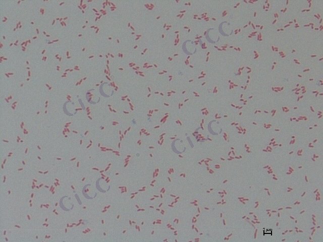 绿螺球菌 Taonella mepensis gen. nov. CICC 10539 Taonella mepensis gen. nov.