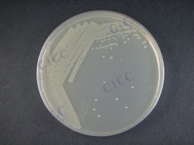 肠道致病性大肠埃希氏菌 Escherichia coli EPEC O86：K61 CICC 10412 Escherichia coli EPEC O86：K61