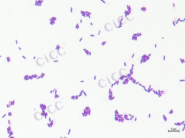 Paenibacillus polymyxa