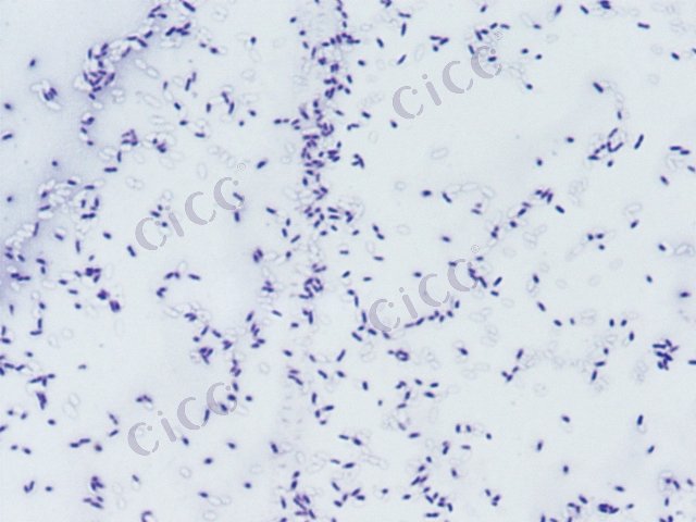 野油菜黄单胞菌 Xanthomonas campestris CICC 10258 Xanthomonas campestris