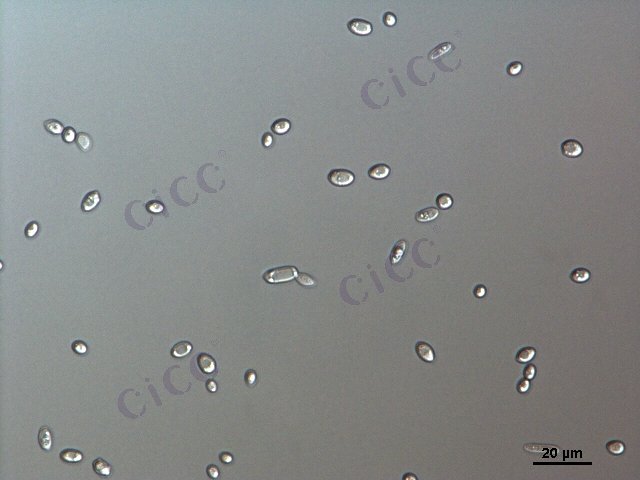 酿酒酵母 Saccharomyces cerevisiae CICC 1017 Saccharomyces cerevisiae