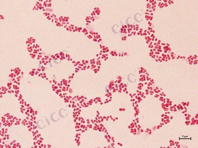 Acinetobacter sp
