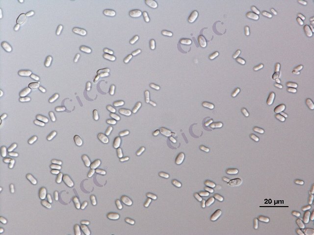 Candida rugosa