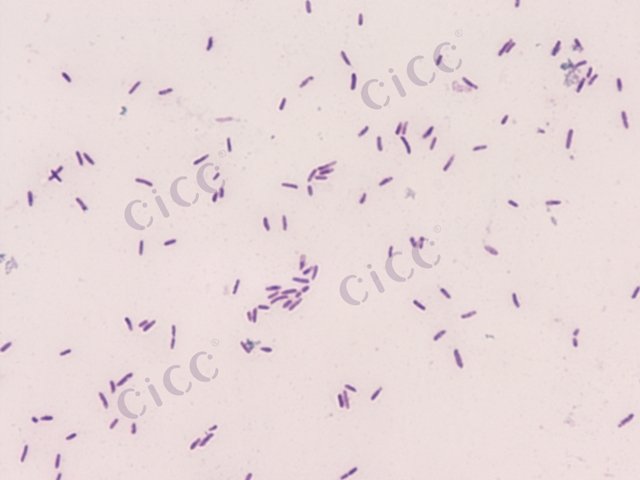 灿烂类芽胞杆菌 Paenibacillus lautus CICC 10560 Paenibacillus lautus