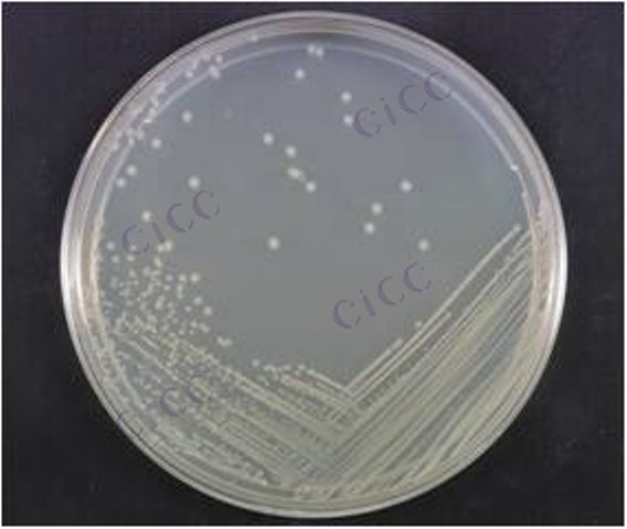 Bacillus circulans