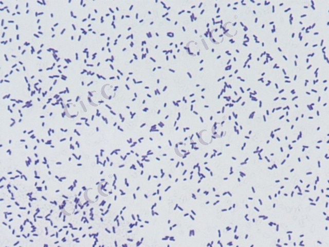 Xanthomonas arboricola