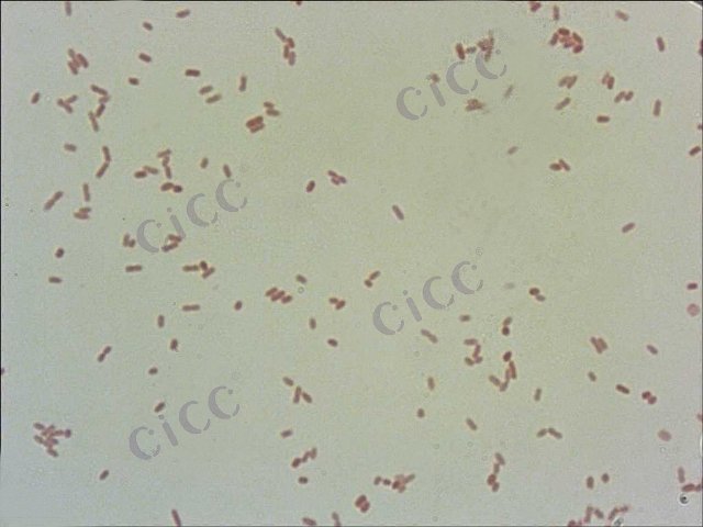 Cronobacter sakazakii
