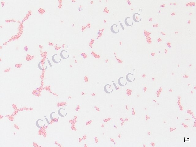 Enterobacter cloacae