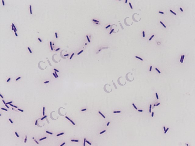 Paenibacillus polymyxa