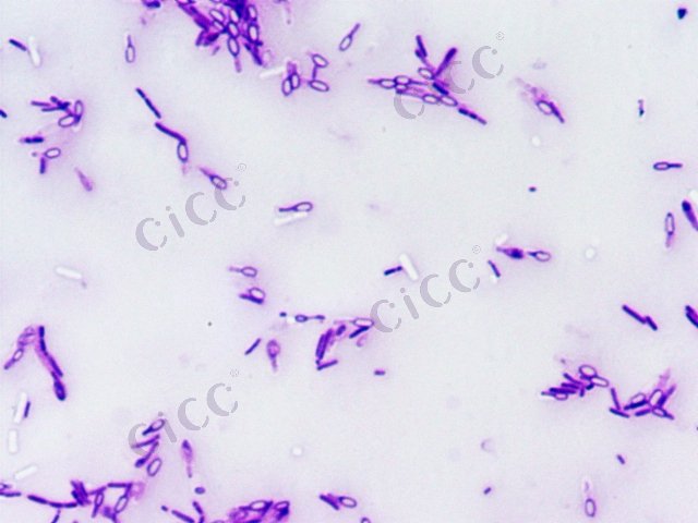 嗜热脂肪地芽胞杆菌 Geobacillus stearothermophilus CICC 10267 Geobacillus stearothermophilus