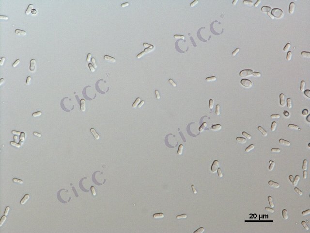 Candida rugosa