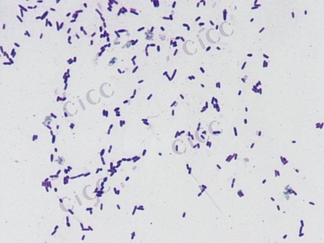 土地芽胞杆菌属 Terribacillus sp CICC 10592 Terribacillus sp