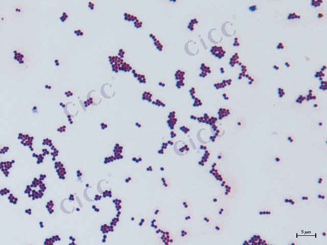 葡萄球菌属 Staphylococcus sp CICC 10800 Staphylococcus sp