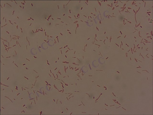 嗜水气单胞菌 Aeromonas hydrophila CICC 10868 Aeromonas hydrophila