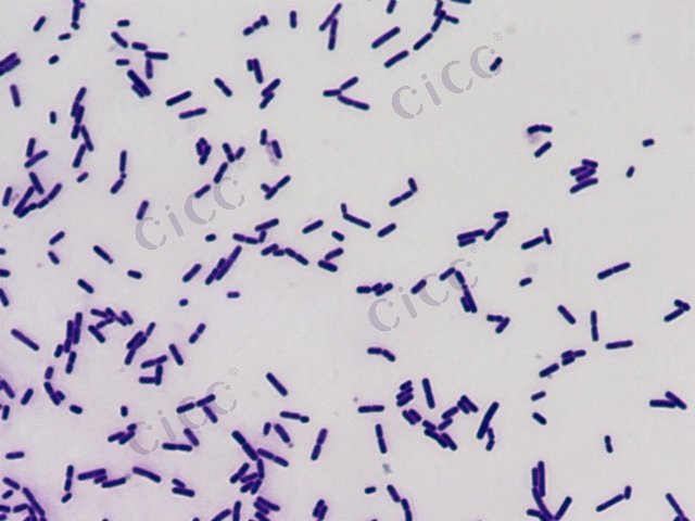 Lysinibacillus xylanilyticus
