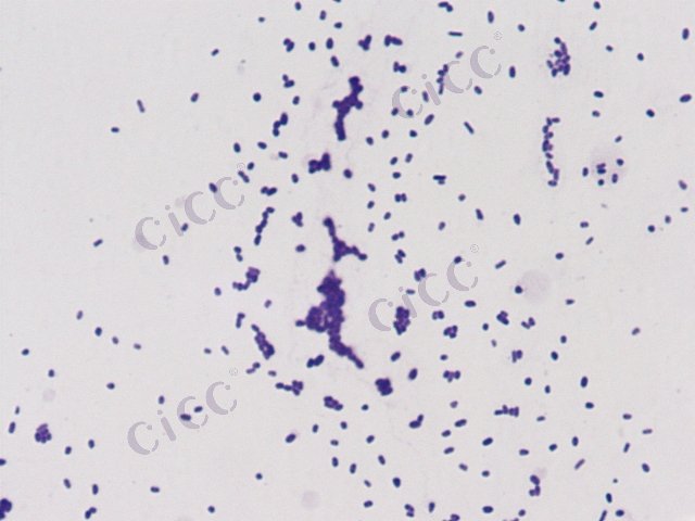 Pluralibacter gergoviae