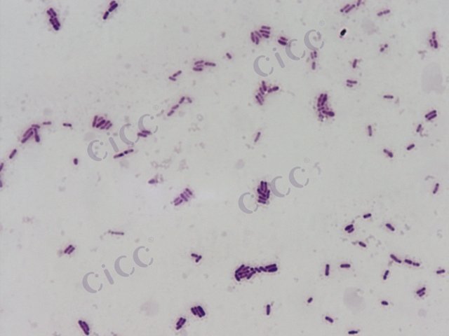 Bifidobacterium animalis subsp lactis