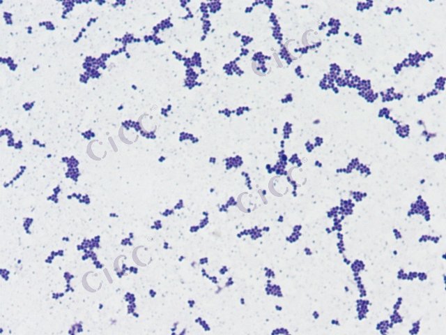 Pediococcus acidilactici