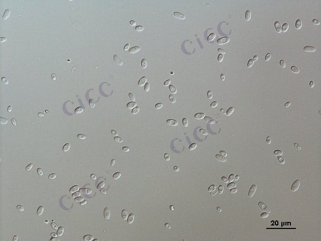 Issatchenkia orientalis