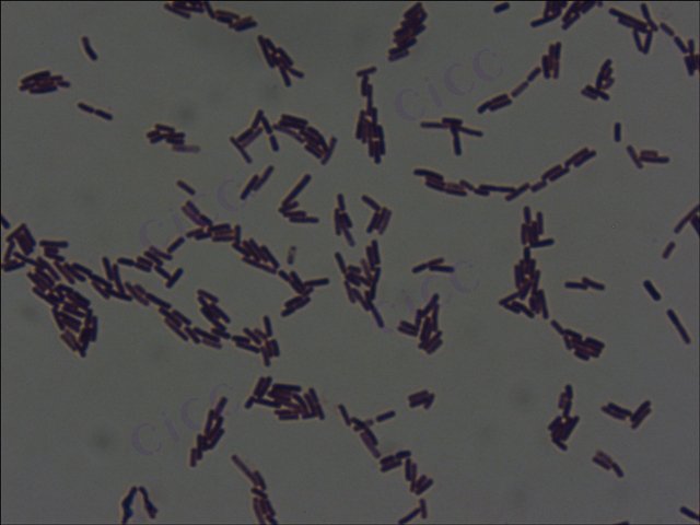 Bacillus coagulans