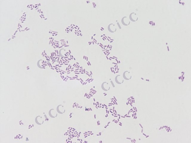 Chryseobacterium piperi