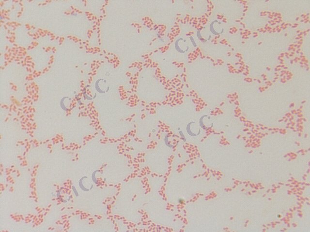 Cronobacter malonaticus