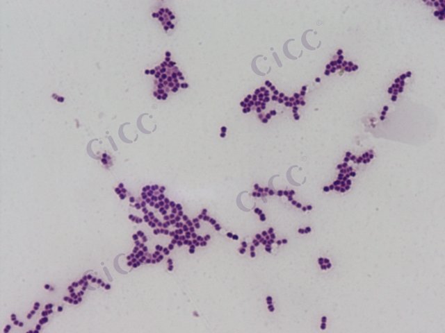 Enterococcus lactis