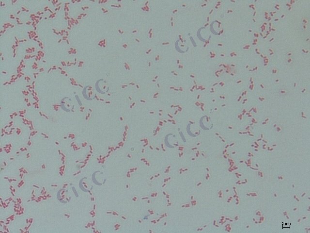 莫氏年轻泰坦杆菌（莫氏克罗诺杆菌） Cronobacter muytjensii CICC 10318 Cronobacter muytjensii