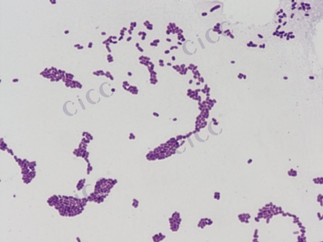 肺炎克雷伯氏菌肺炎亚种 Klebsiella pneumoniae subsp pneumoniae CICC 10280 Klebsiella pneumoniae subsp pneumoniae