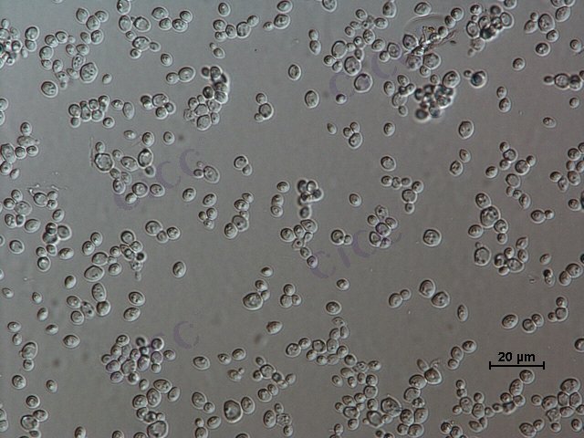 酿酒酵母 Saccharomyces cerevisiae CICC 1005 Saccharomyces cerevisiae