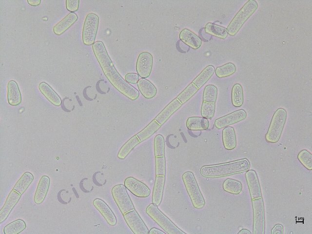 Magnusiomyces magnusii